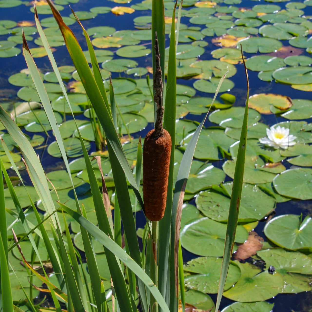 Cattail Plants