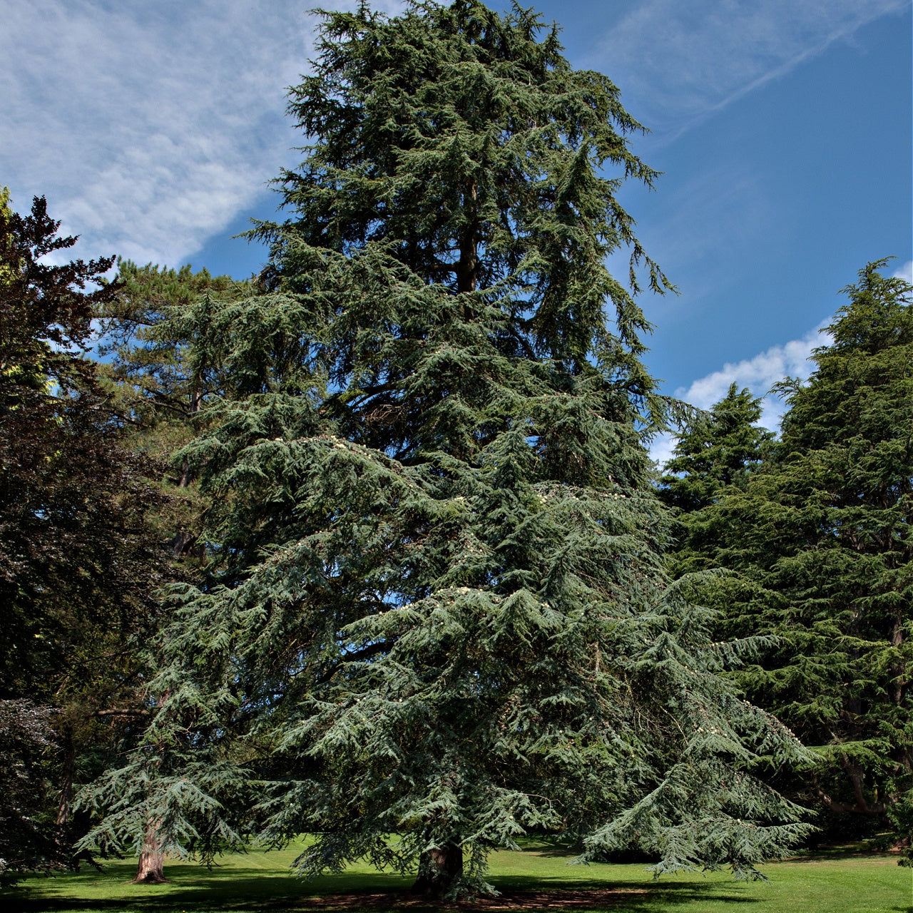 Cedar Tree