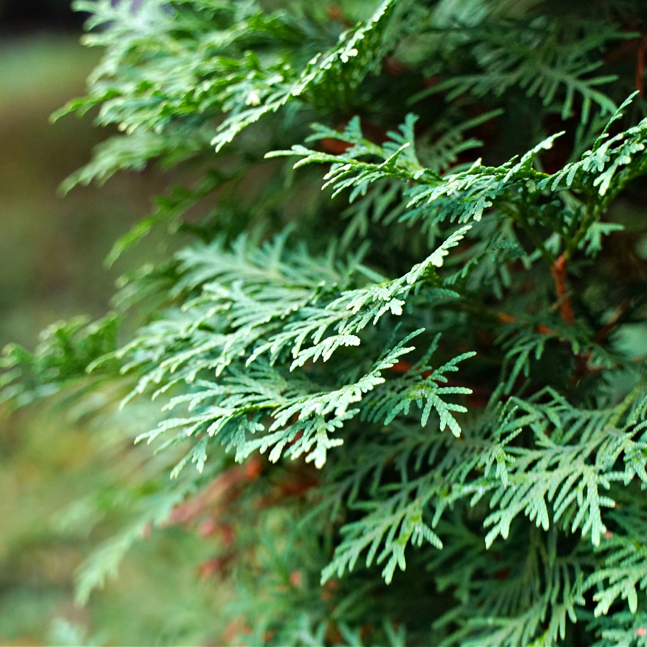 Cedar Trees