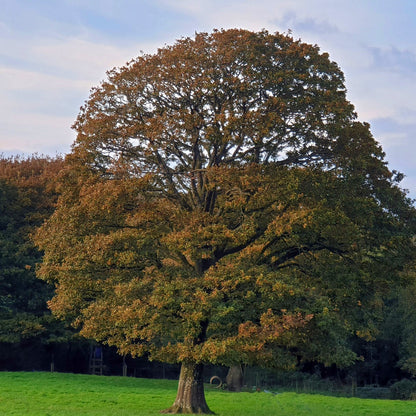 Majestic Chestnut Oak tree with gnarled trunk and autumn canopy