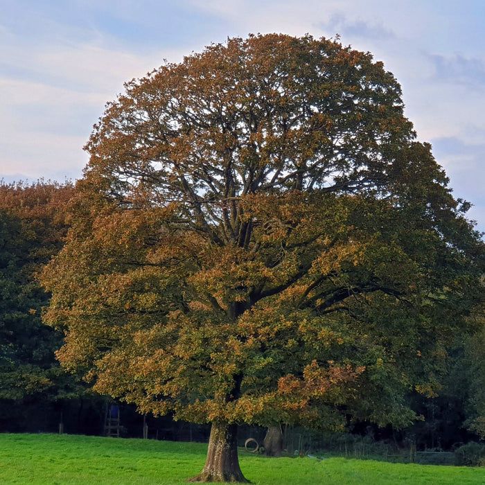 Majestic Chestnut Oak tree with gnarled trunk and autumn canopy