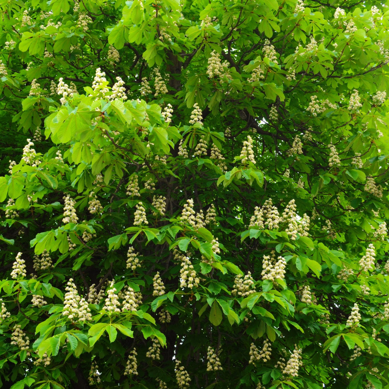 Chestnut Oak