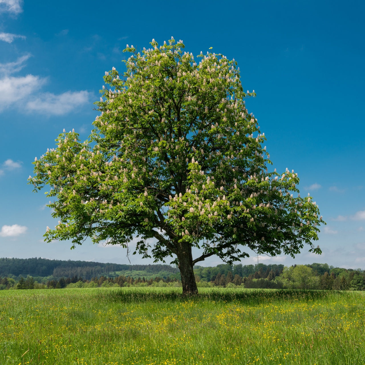 Chestnut Oak Seedling