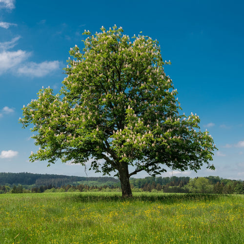 Chestnut Oak Tree