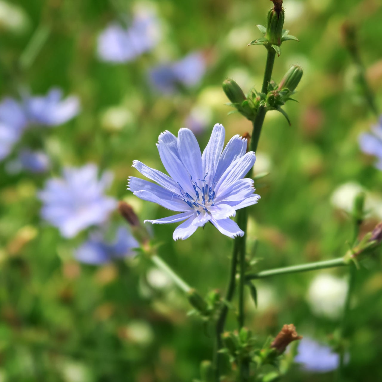 Chicory Plant