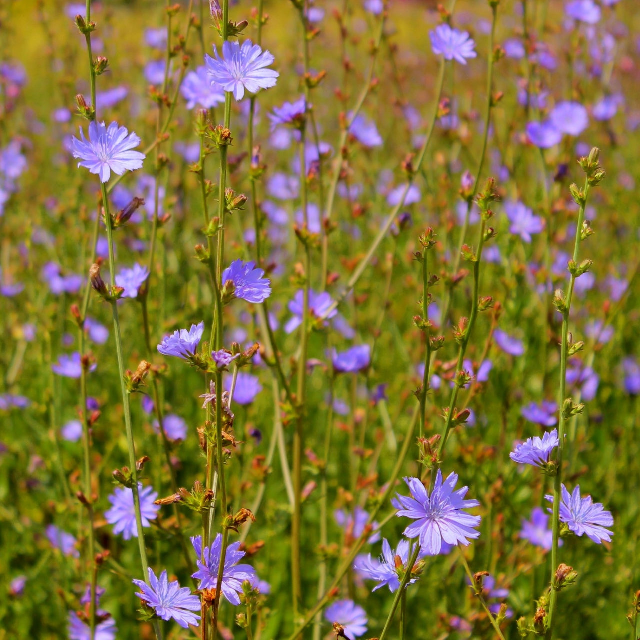 Chicory Plants