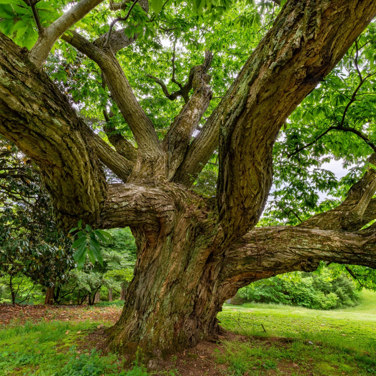 Chinese Chestnut Tree