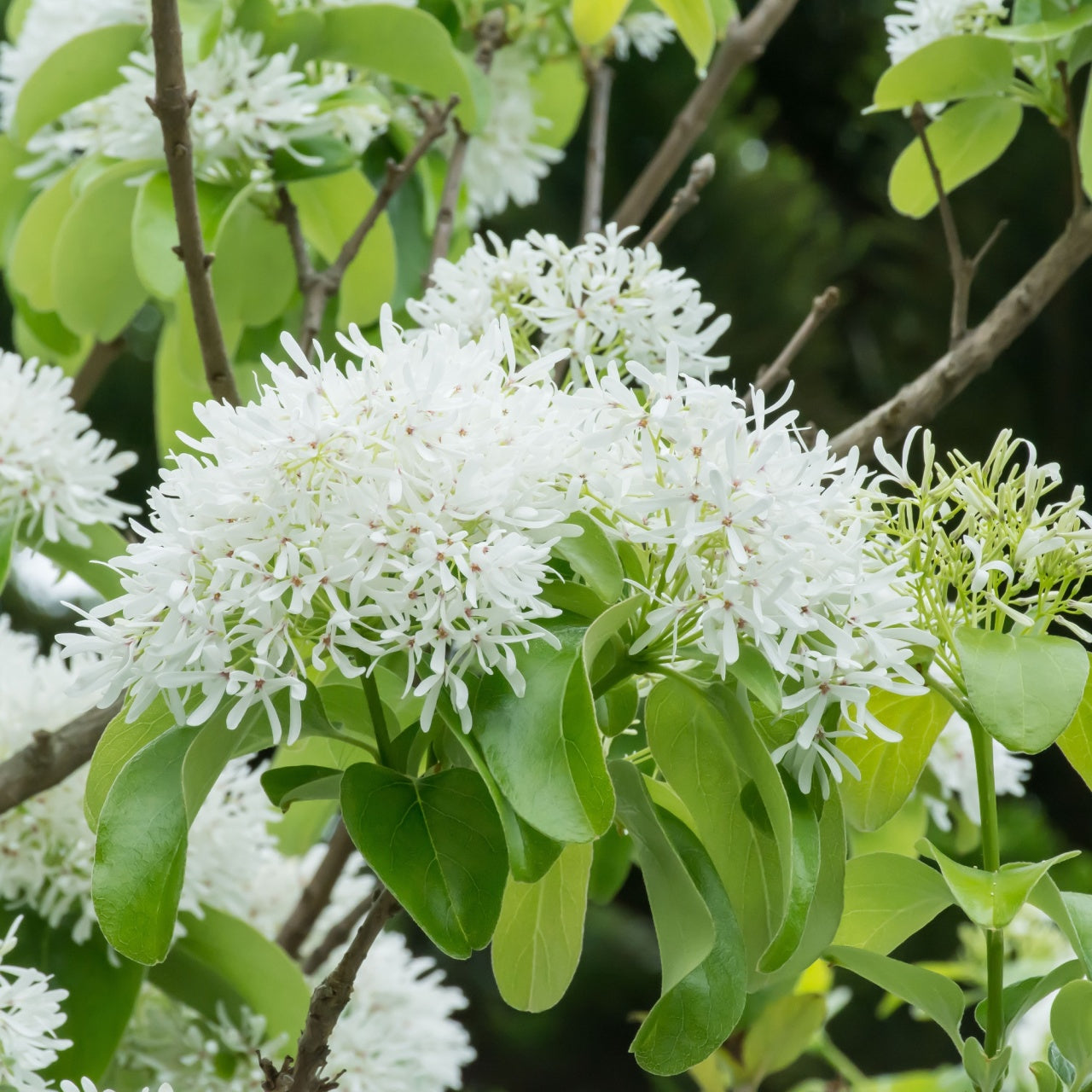 Chinese Fringe Flowers