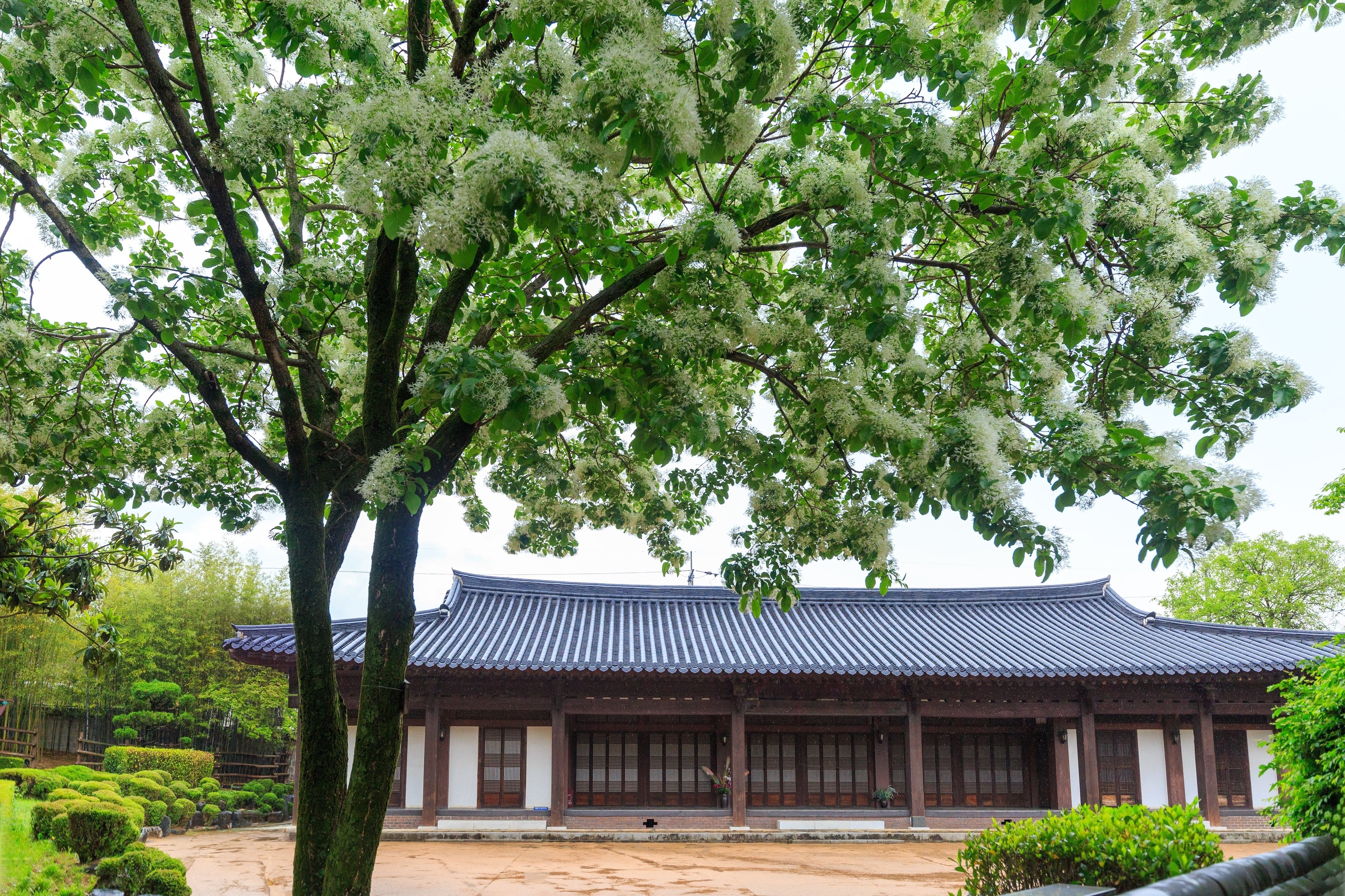 Chinese Fringe Tree