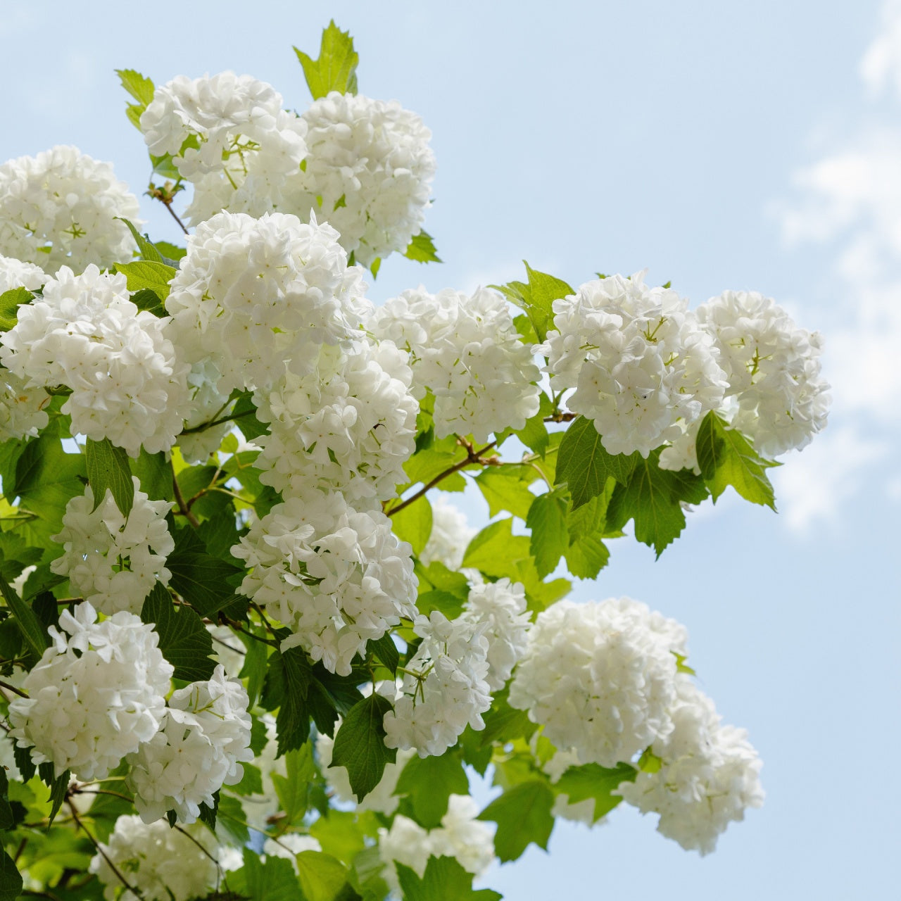 Chinese Snowball Bush