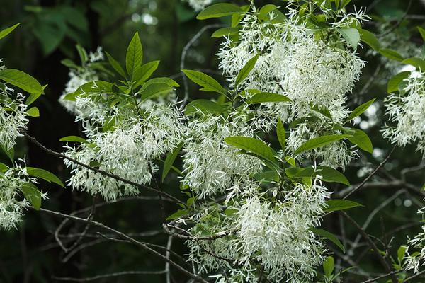 Chinese Fringe Tree