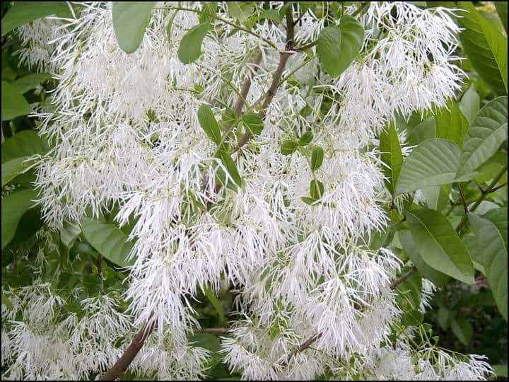 Chinese Fringe Tree