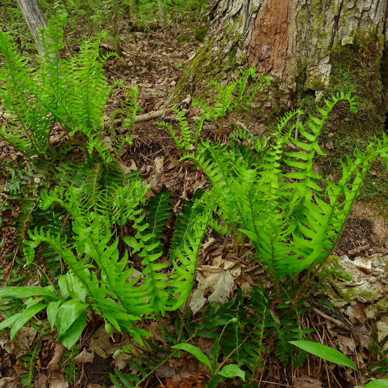 Christmas Ferns