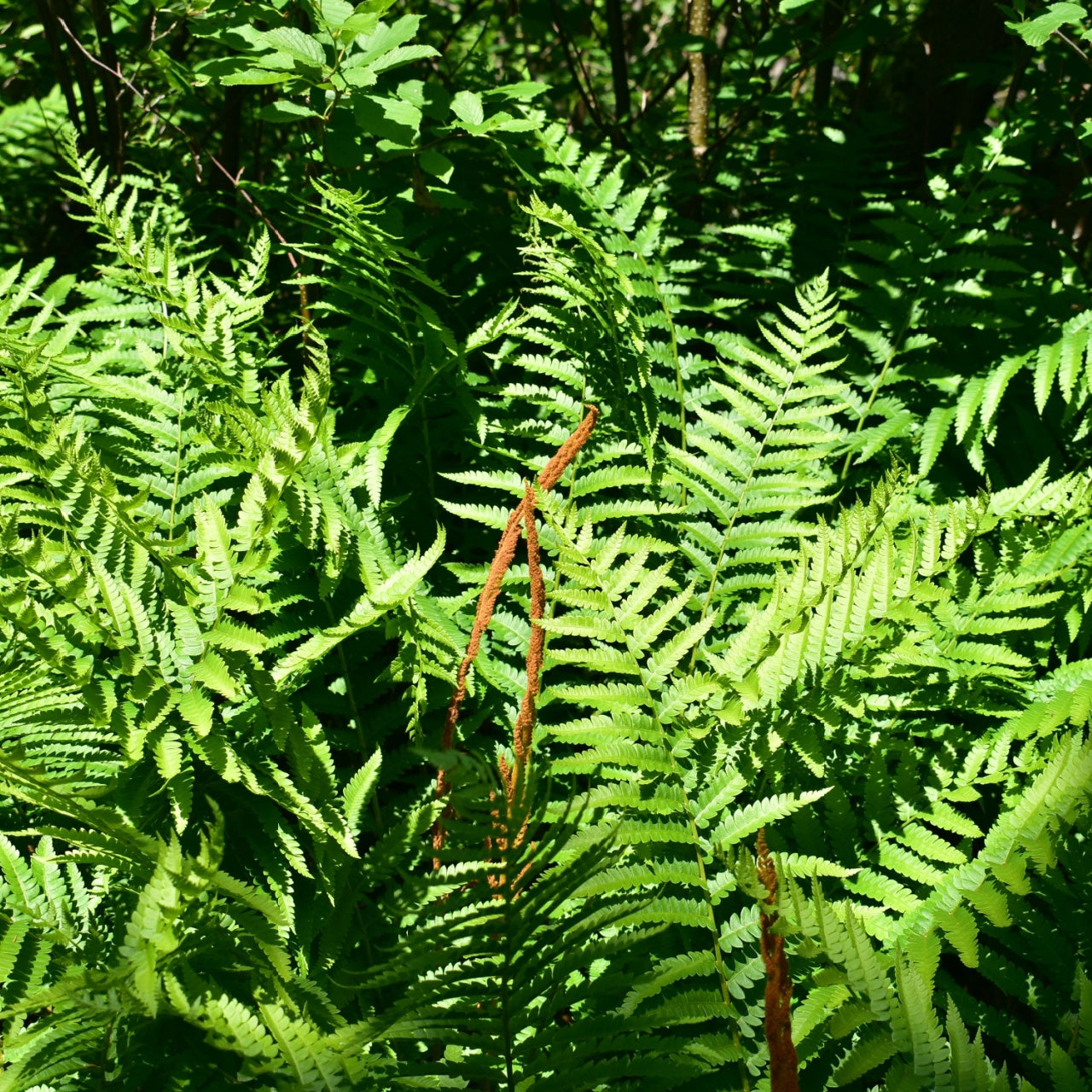 Cinnamon Fern