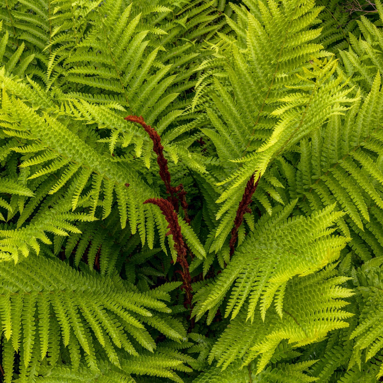 Cinnamon Ferns