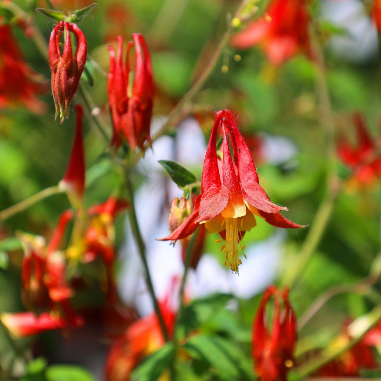 Columbine Plant