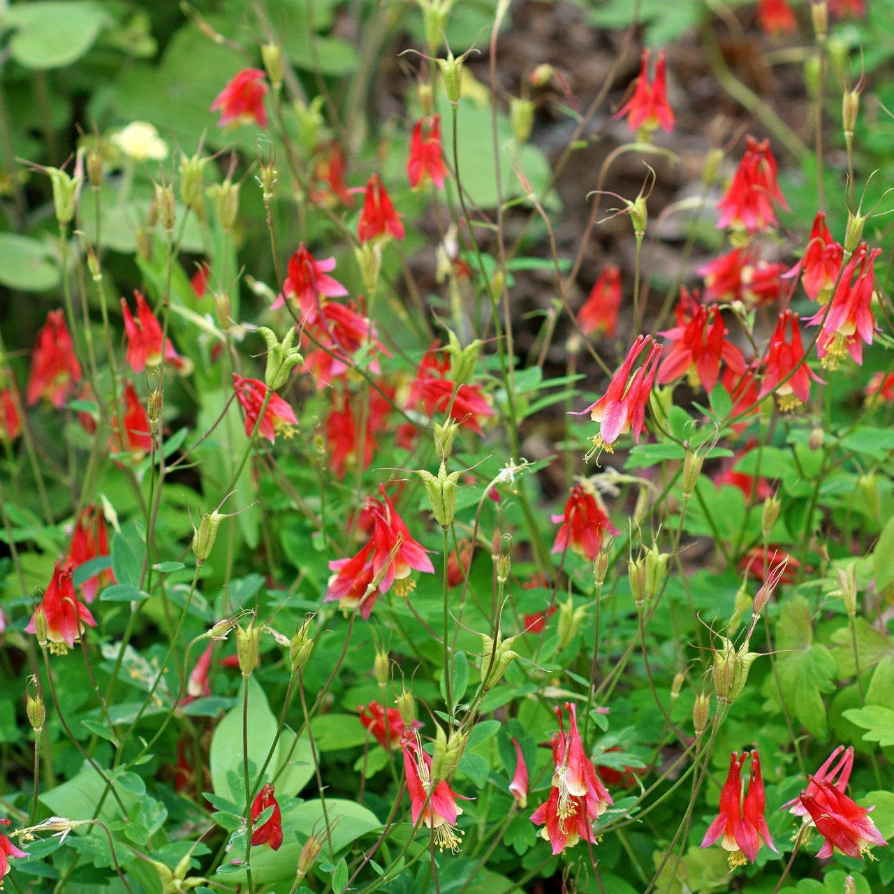 Columbine Plants