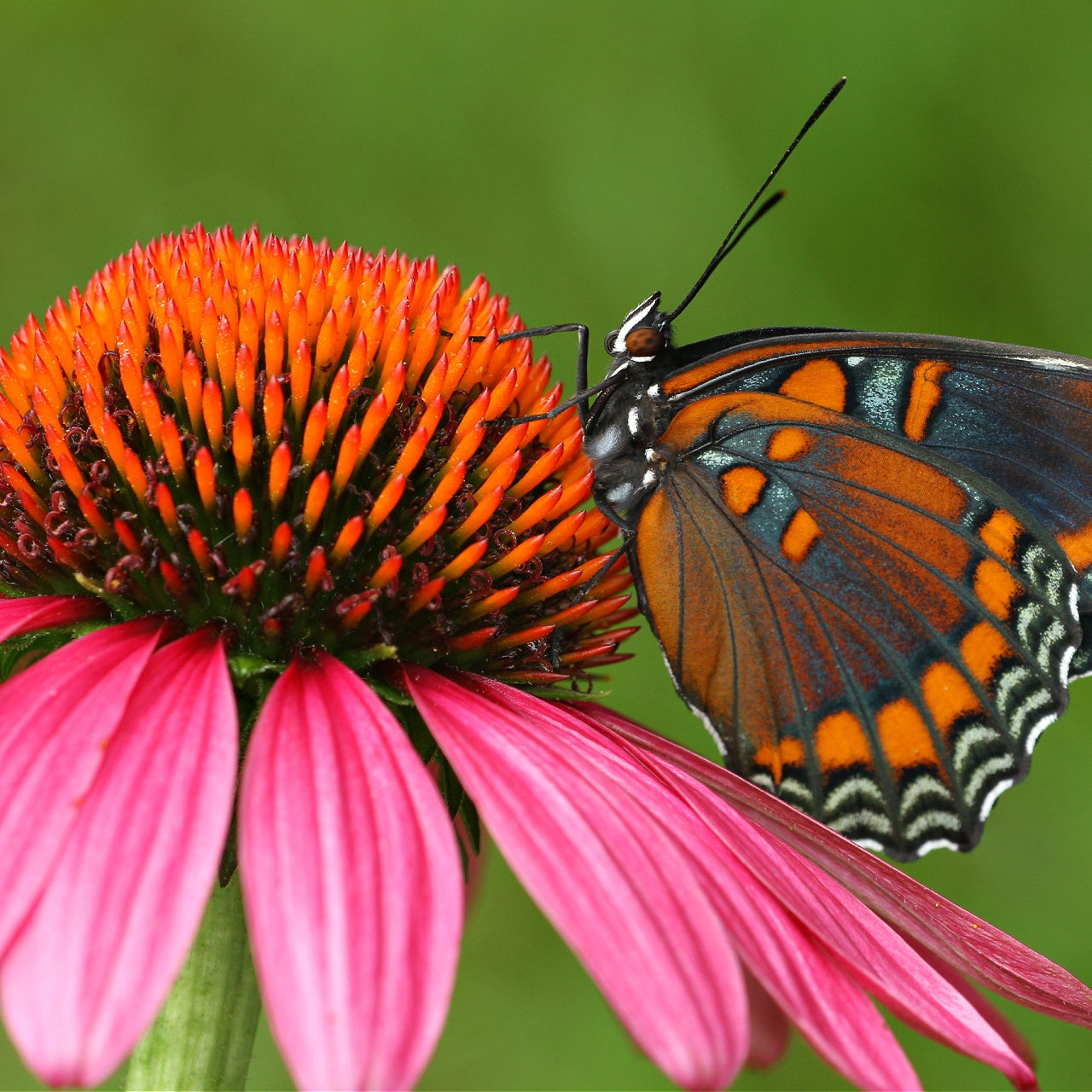 Coneflower