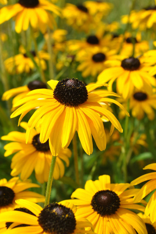 Coneflower