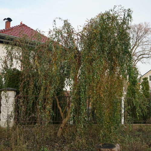 Corkscrew Willow