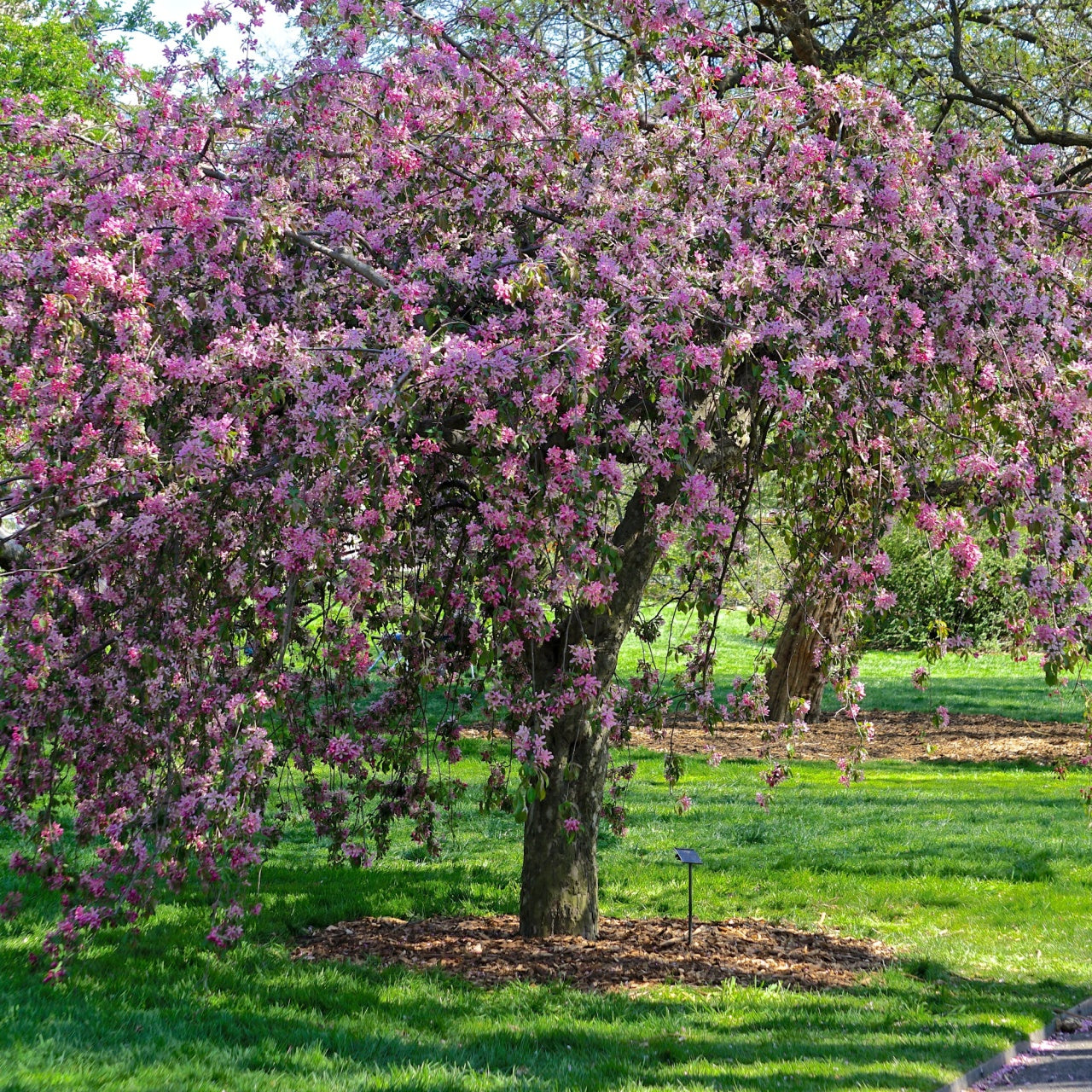 Crabapple Tree