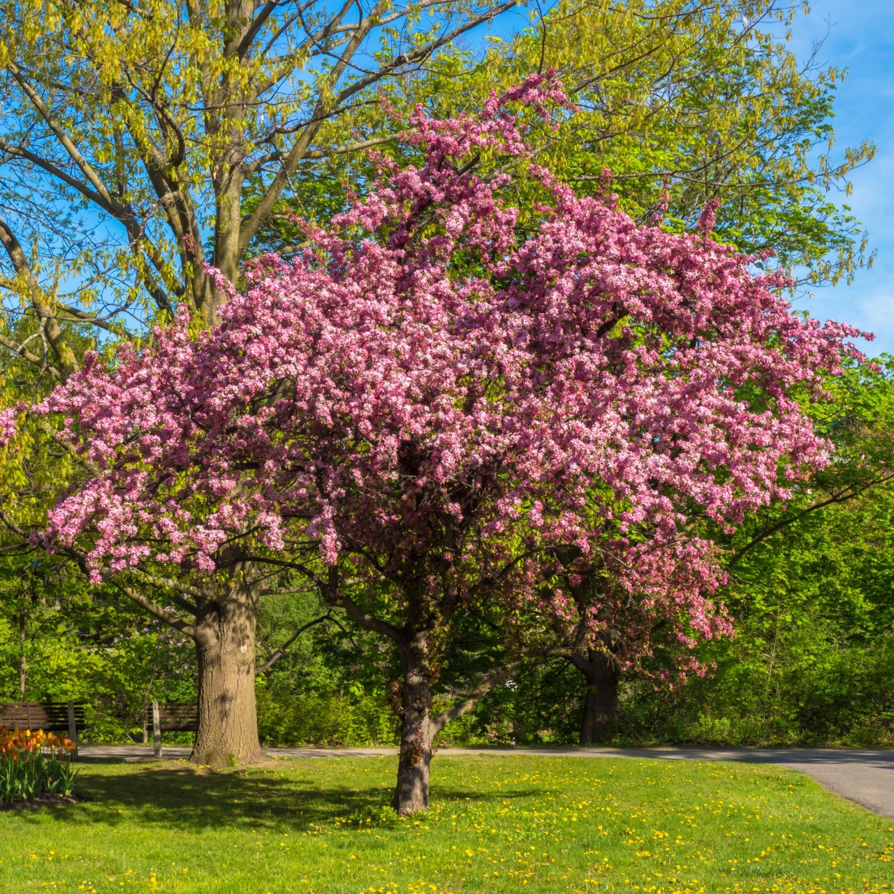 Crabapple Trees