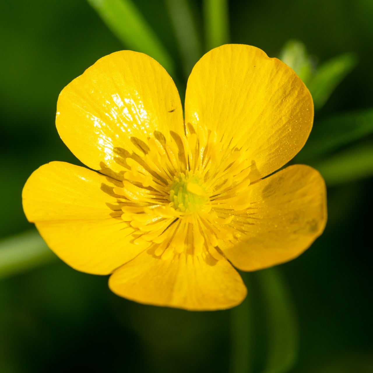 Creeping Buttercup