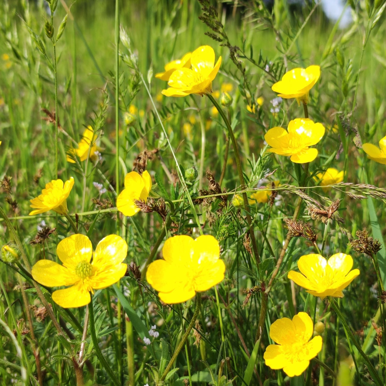 Creeping Buttercups