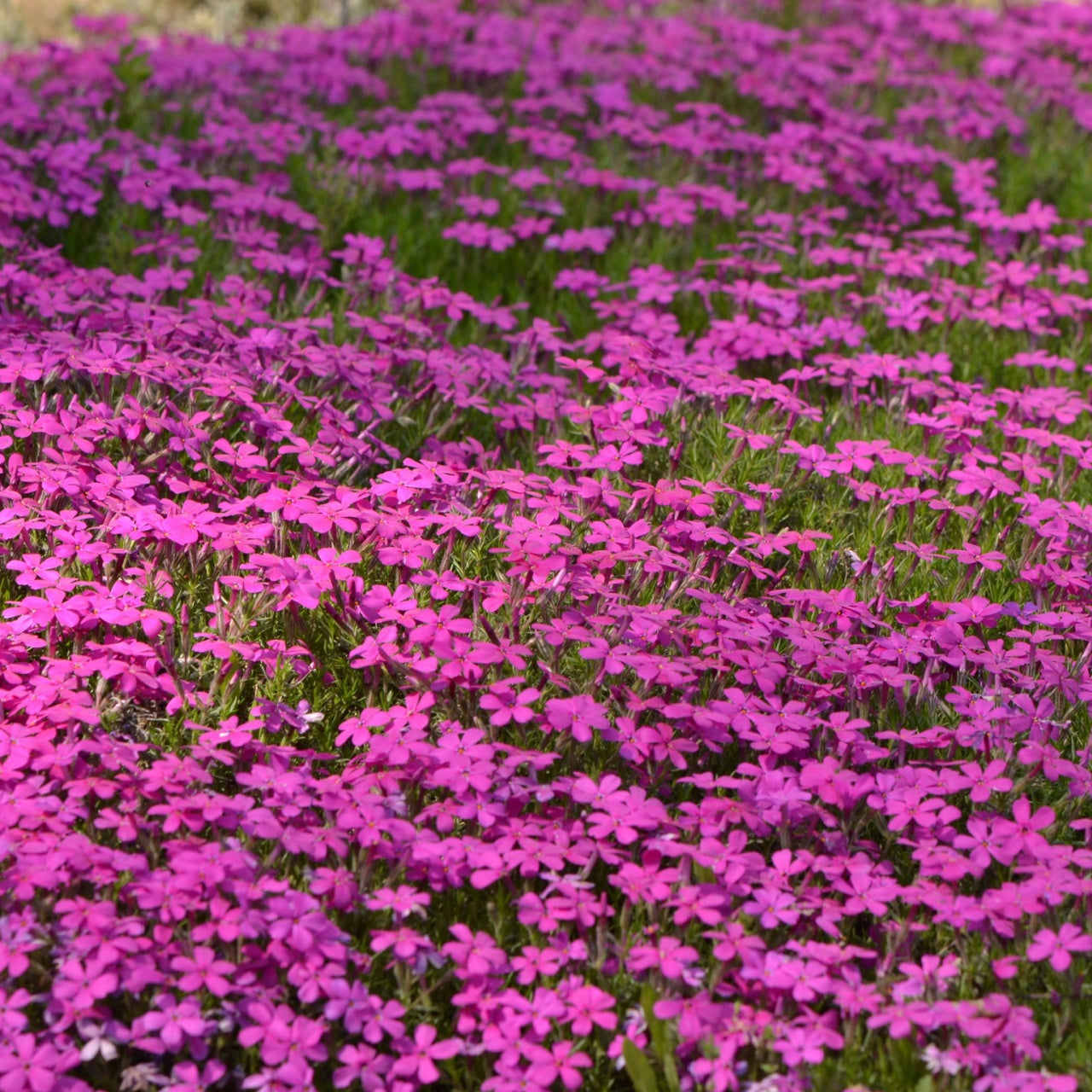 Creeping Phlox