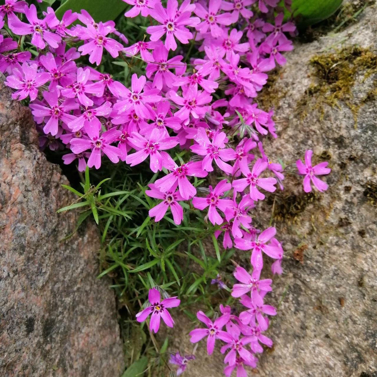 Creeping Phlox Flowers