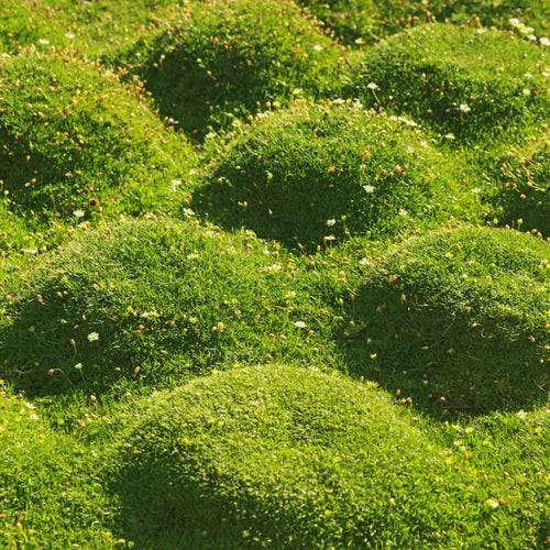 Cushion Moss