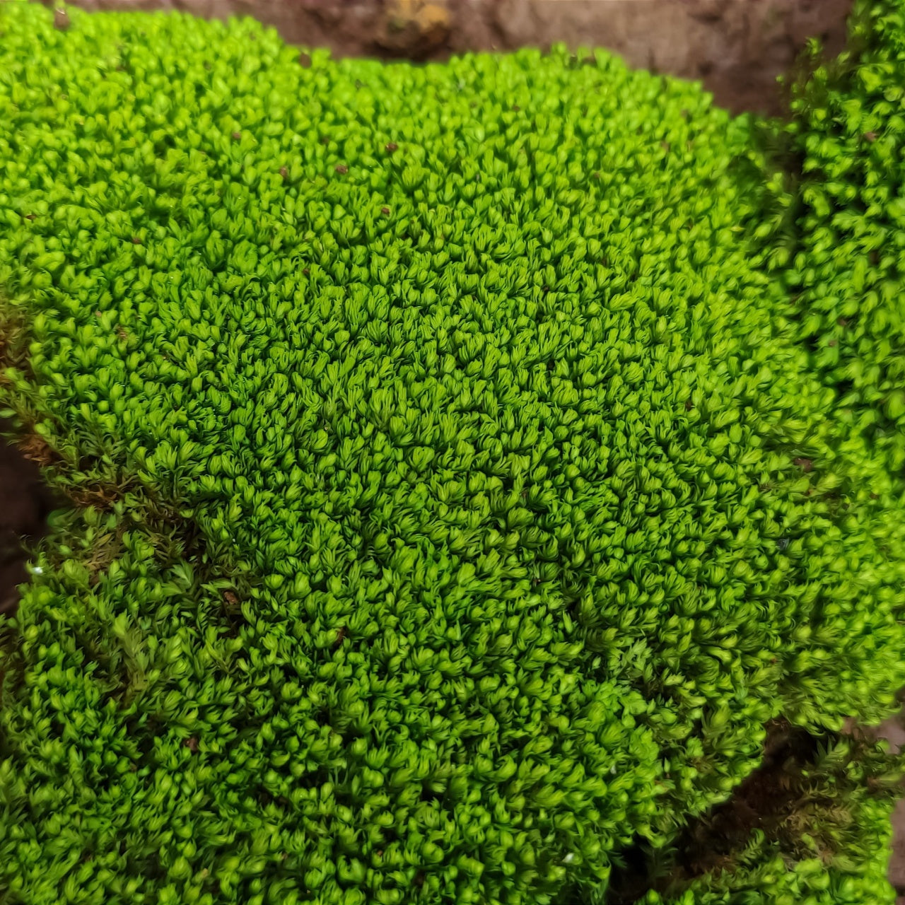 Cushion Mosses