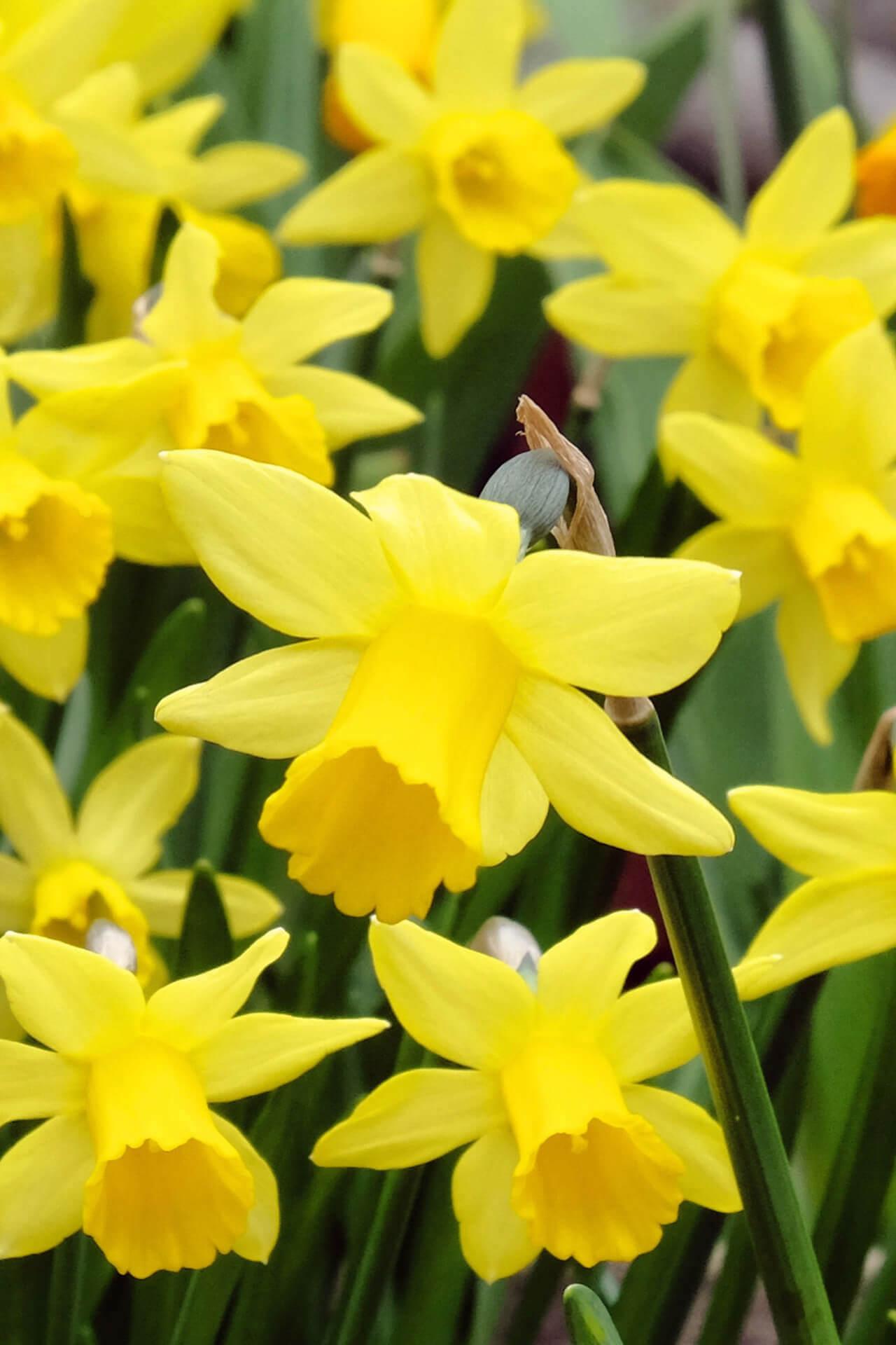 Narcissus Daffodil