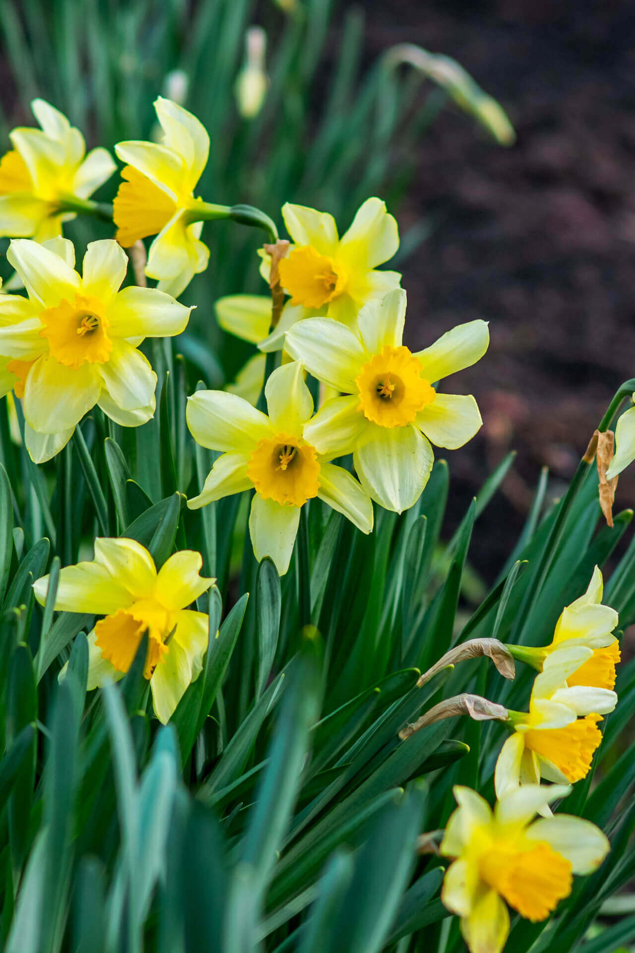 Daffodil Grand Soleil d'Or Bulbs, Wholesale Pricing