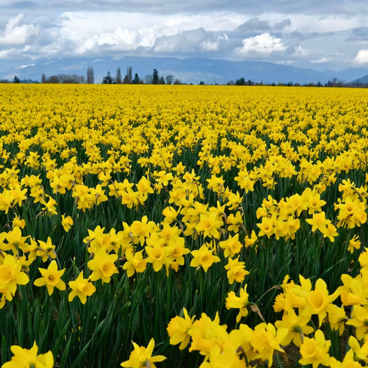 Daffodils