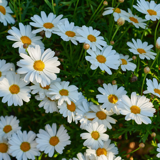 Daisies