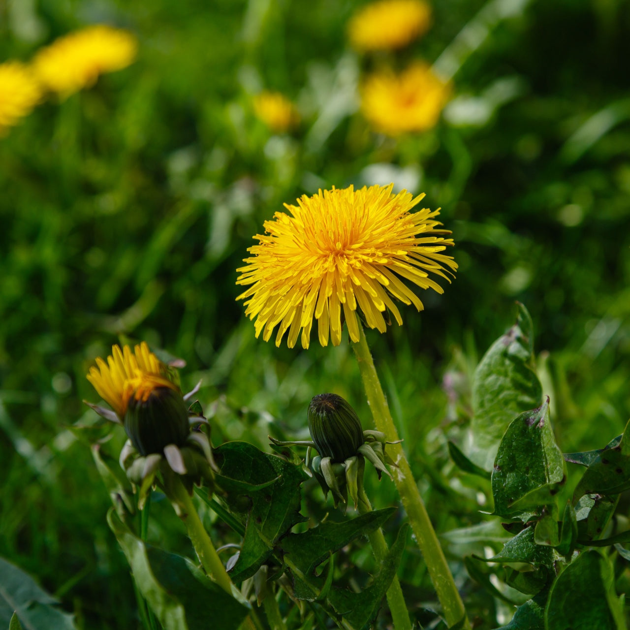 Dandelion