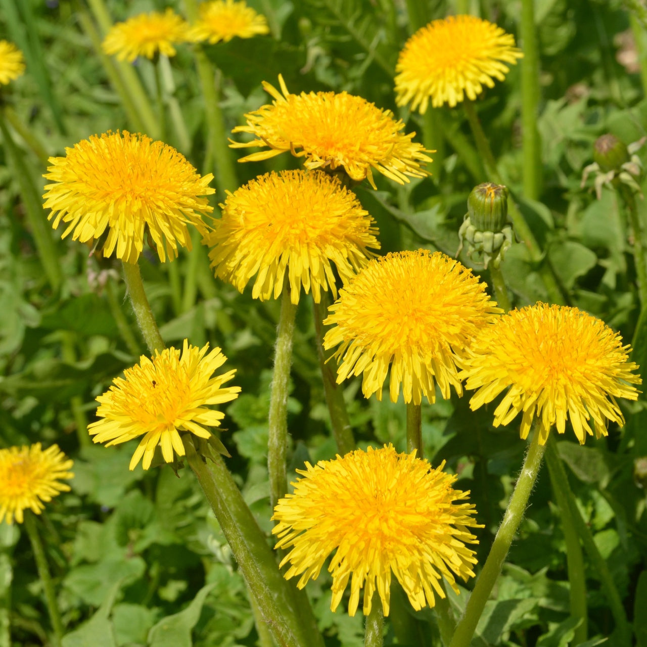 Dandelions