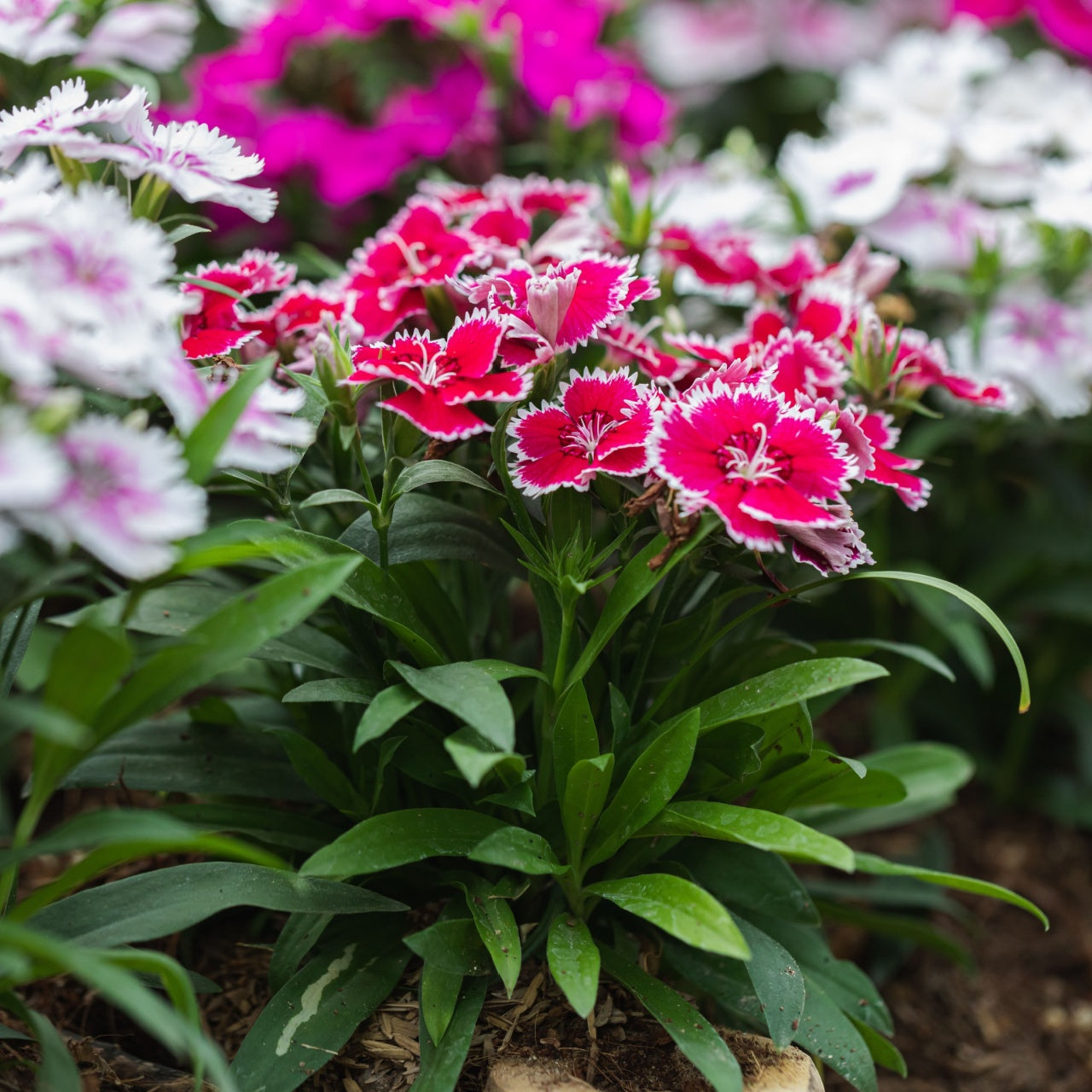 Dianthus Sweet William