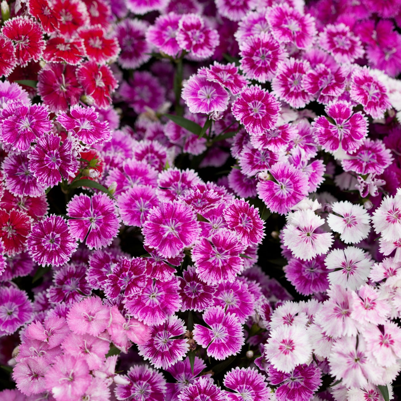 Dianthus Sweet Williams