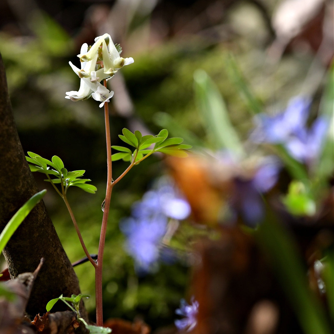 Dicentra canadensis