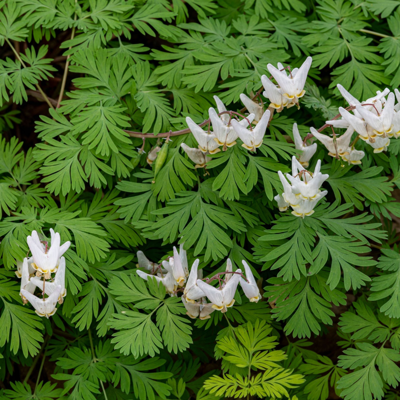 Dutchman Breeches