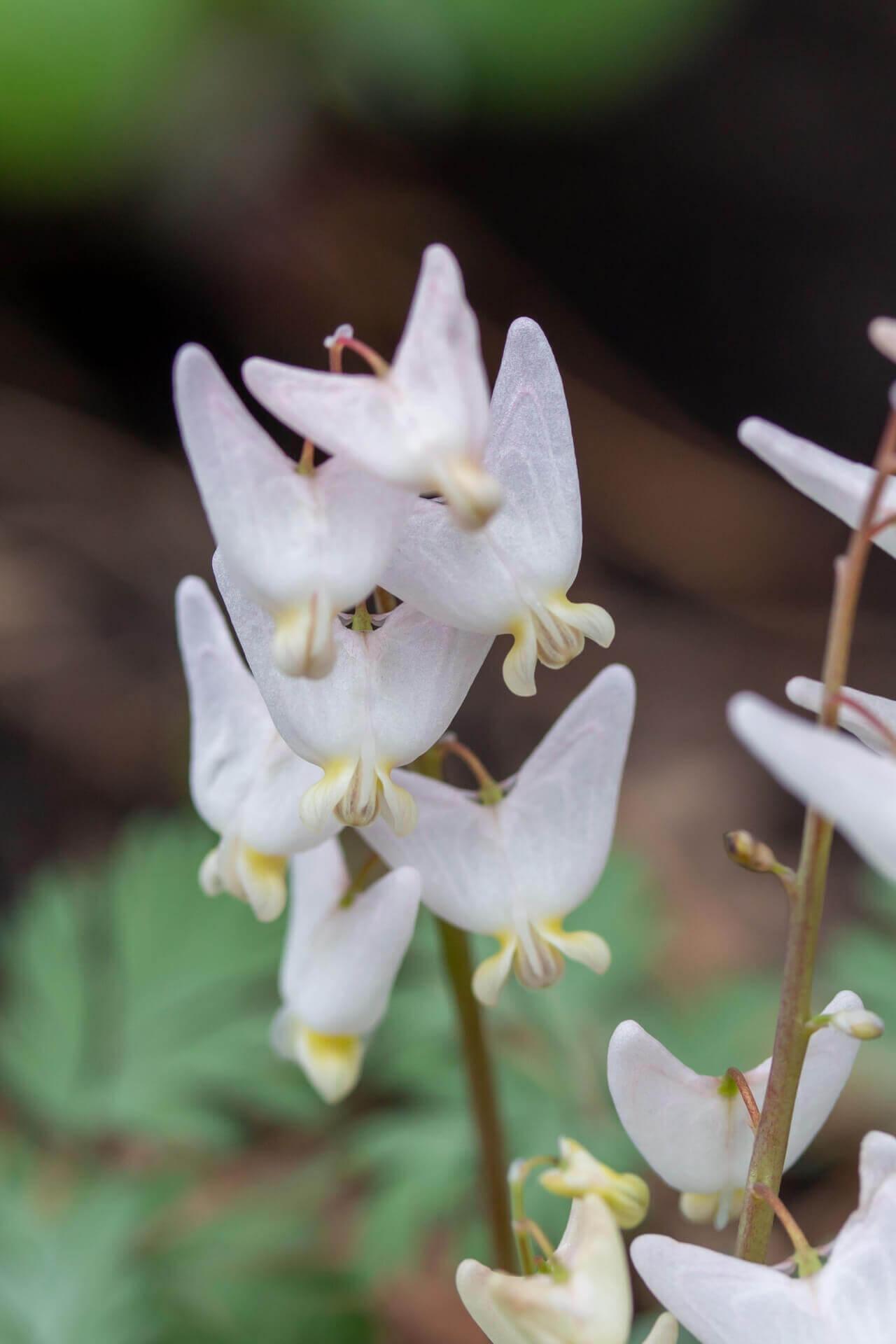 Dutchmas Breeches