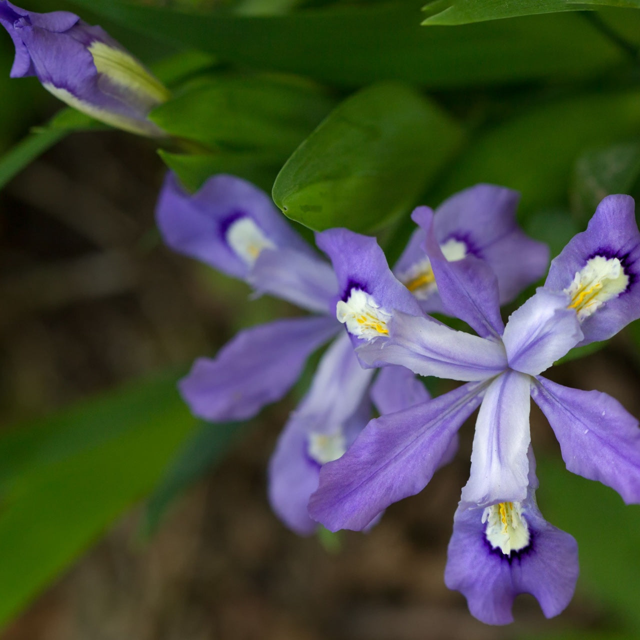 Dwarf Crested Iris