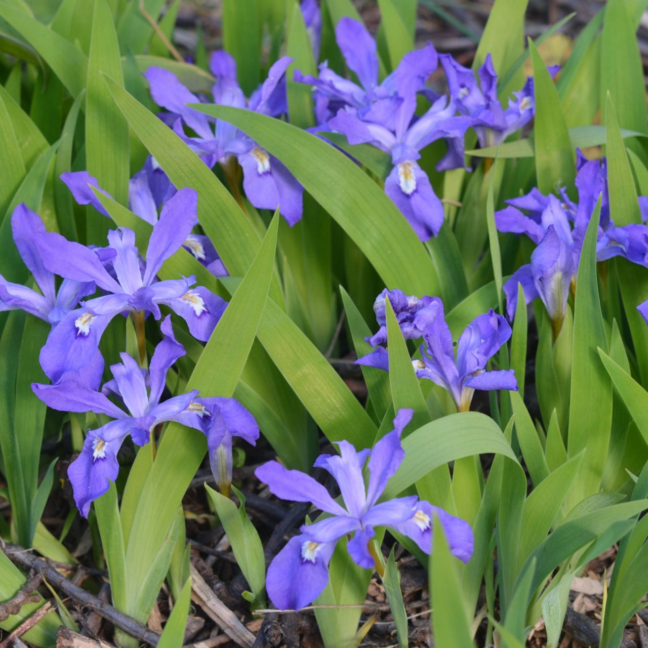 Dwarf Crested Irises