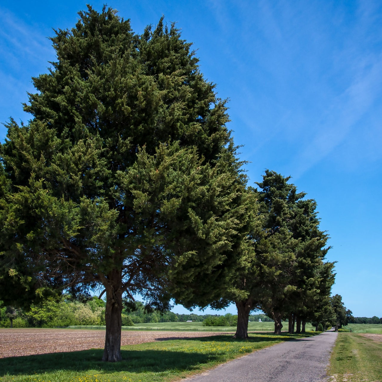 Eastern Cedar Tree