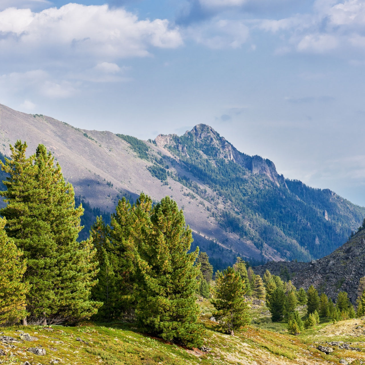 Eastern Cedar Trees