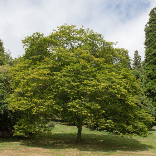 Eastern Hop Hornbeam