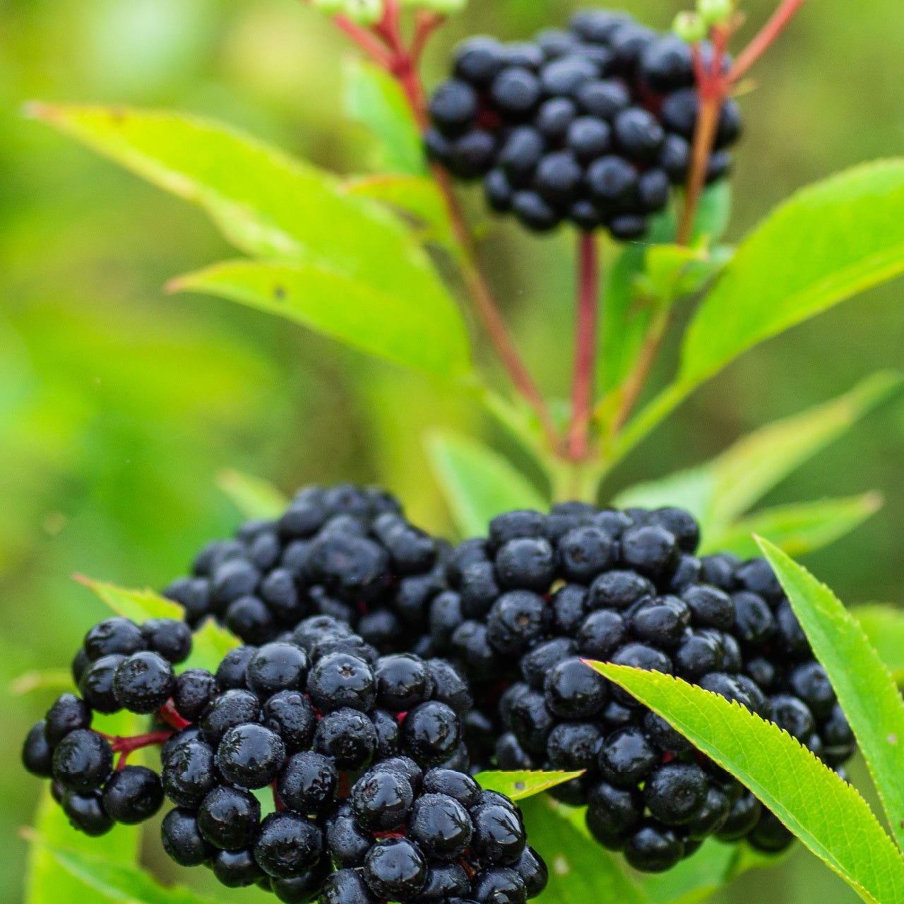 Elderberries