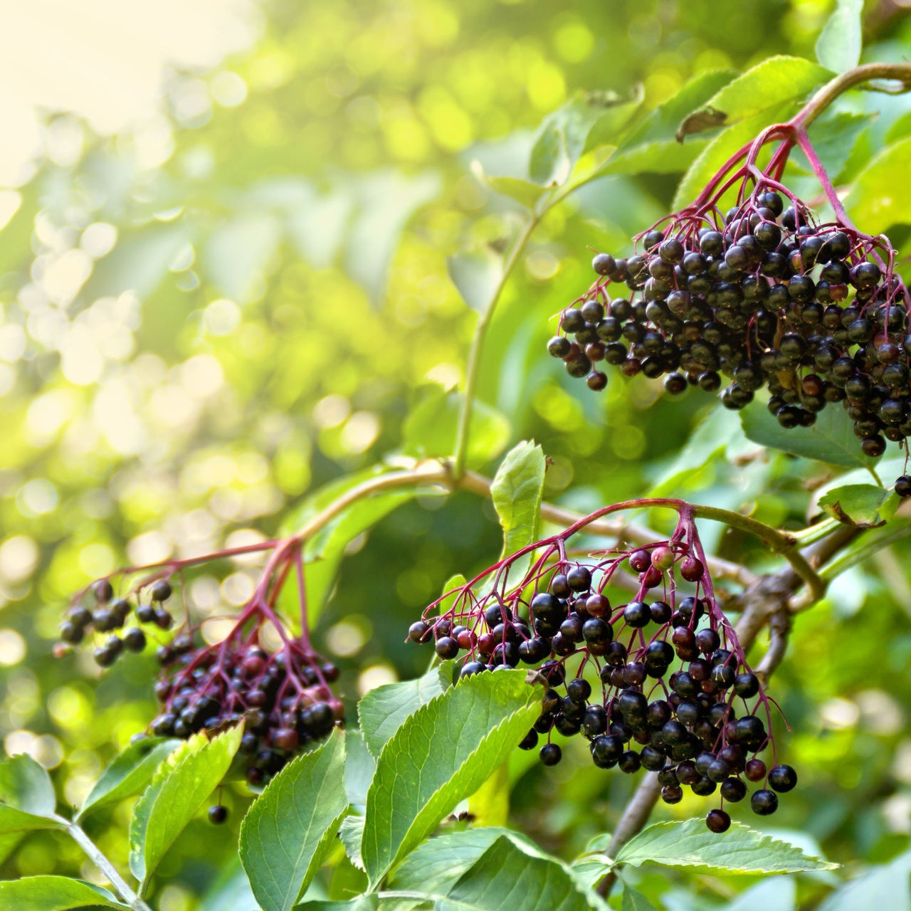 Elderberry Shrubs